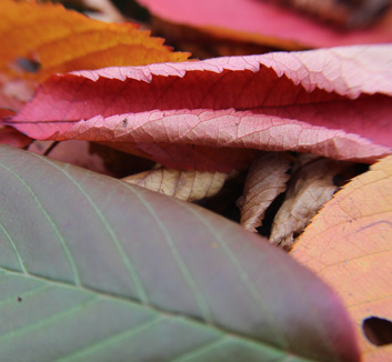 Elm Leaves